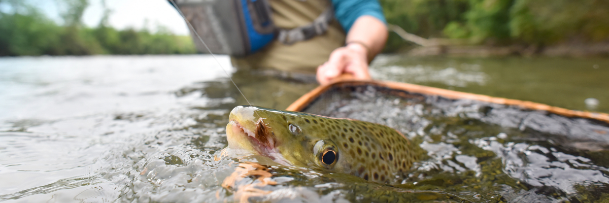 Fly Fishing Nets