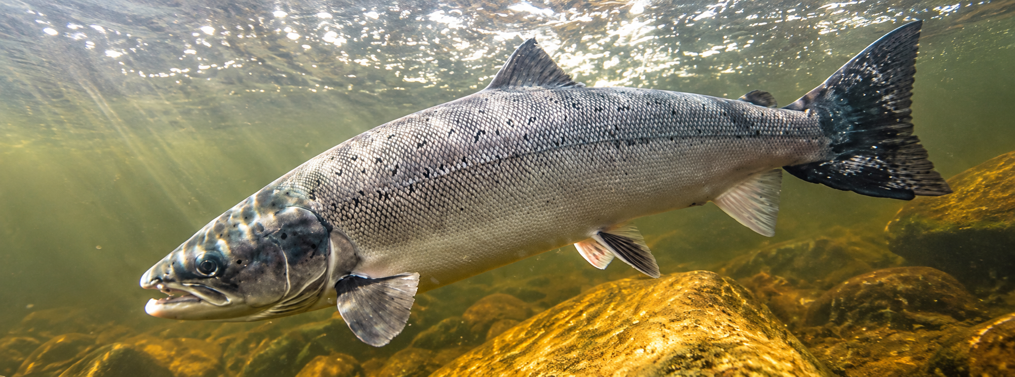 Atlantic Salmon Wet Flies