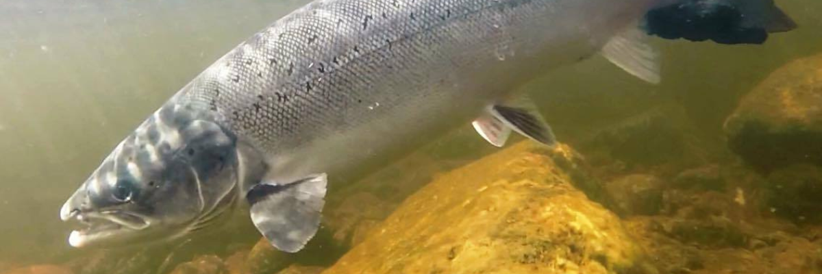 Atlantic Salmon