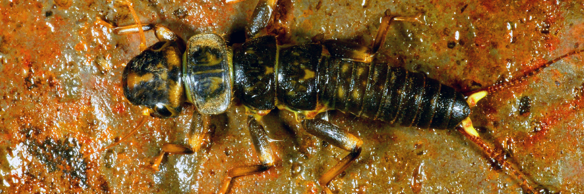 Big Bug Nymphs