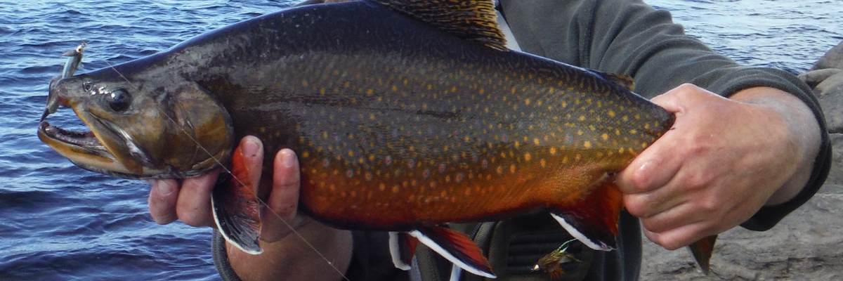 Fly Kits - Trophy Brook Trout