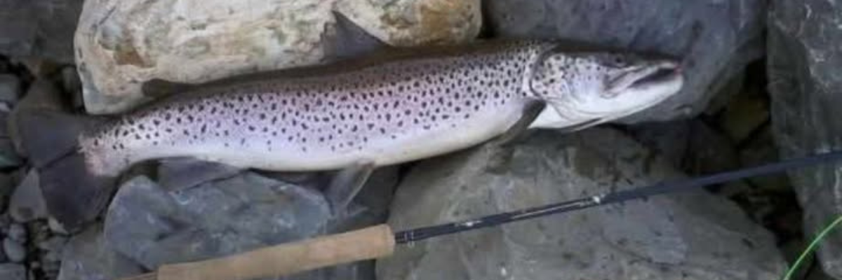 Seatrout Flies