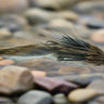 Thompson Hopscotch Sculpin