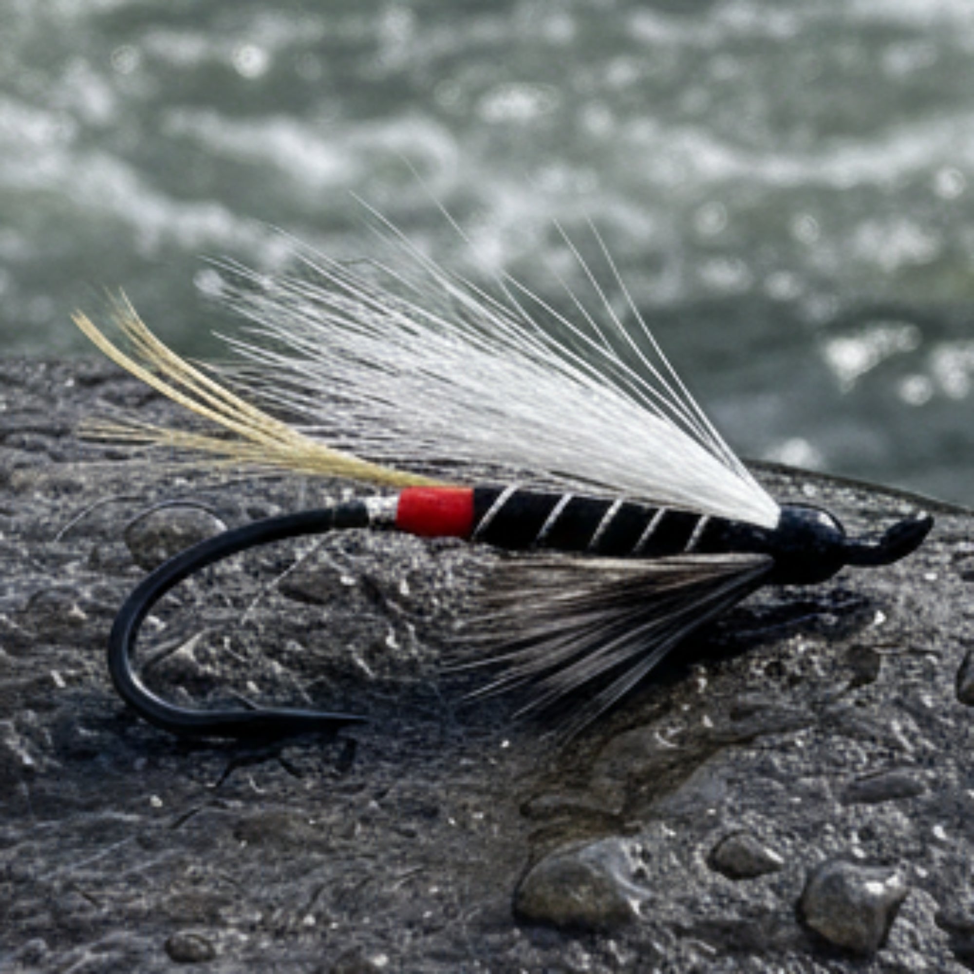 atalntic salmon fly. black body with a white wing resting on a rock 
