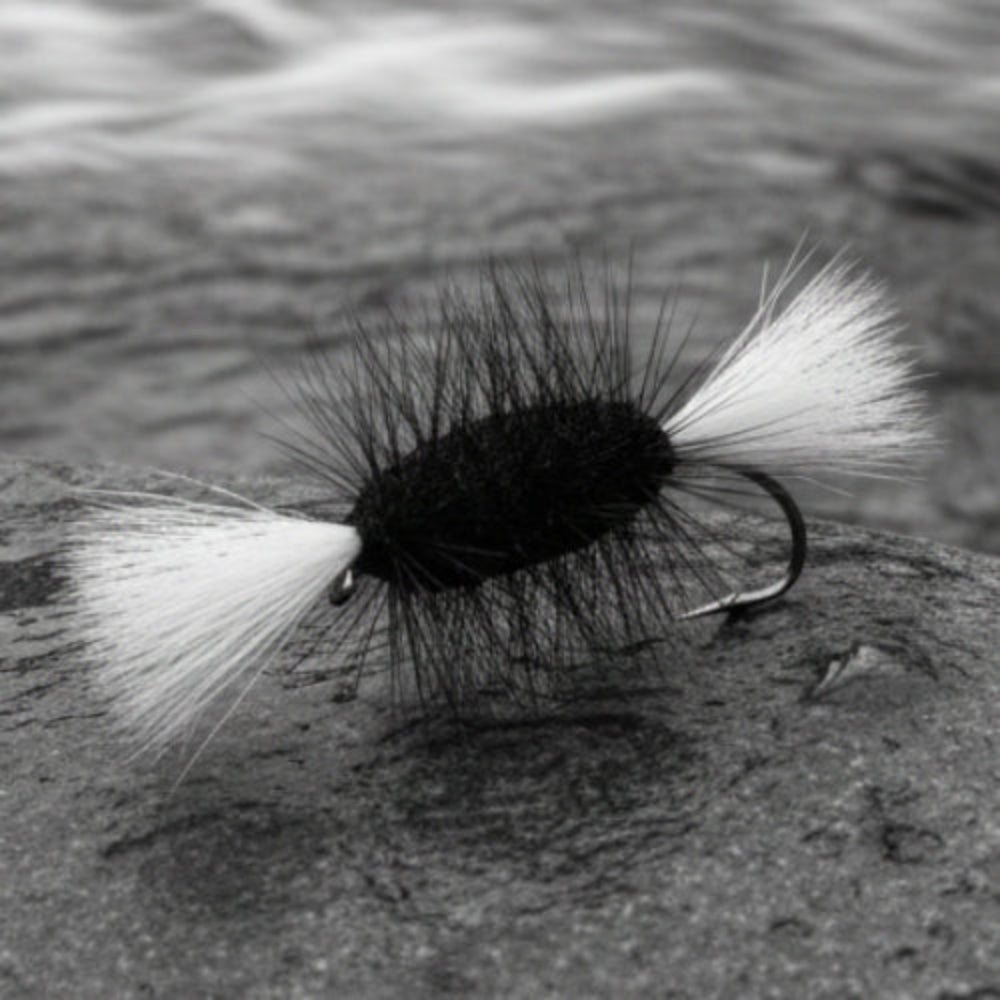 Atlantic Salmon Bomber with hite tail and wing resting on a rock in a river