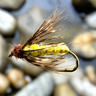Caddis Pupa