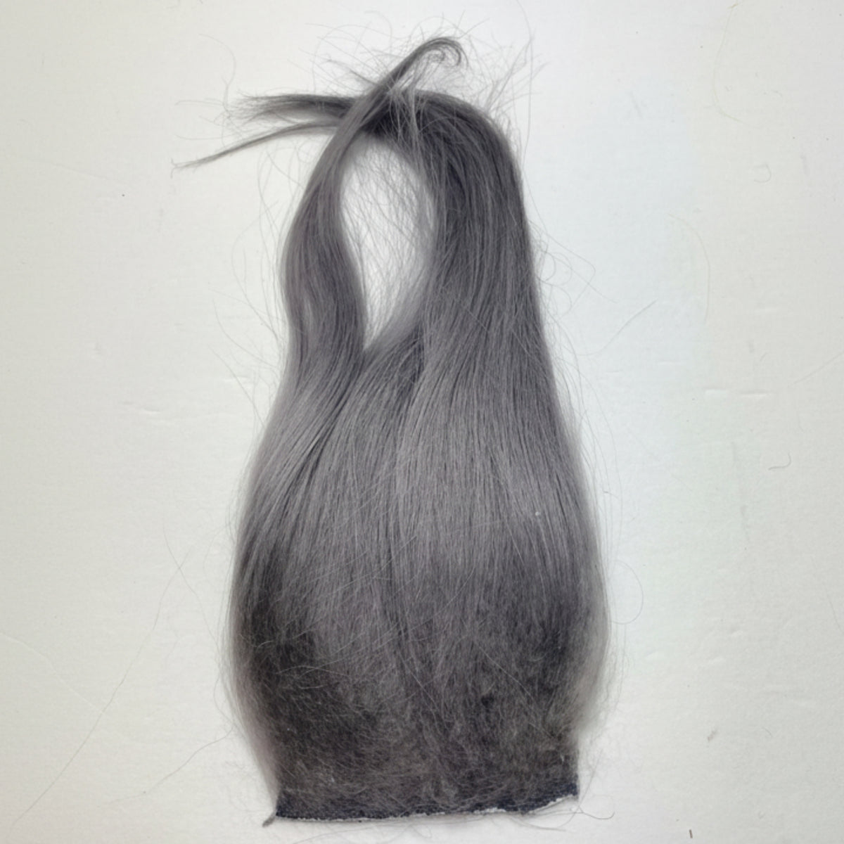 cashmere goat in dun on a white background