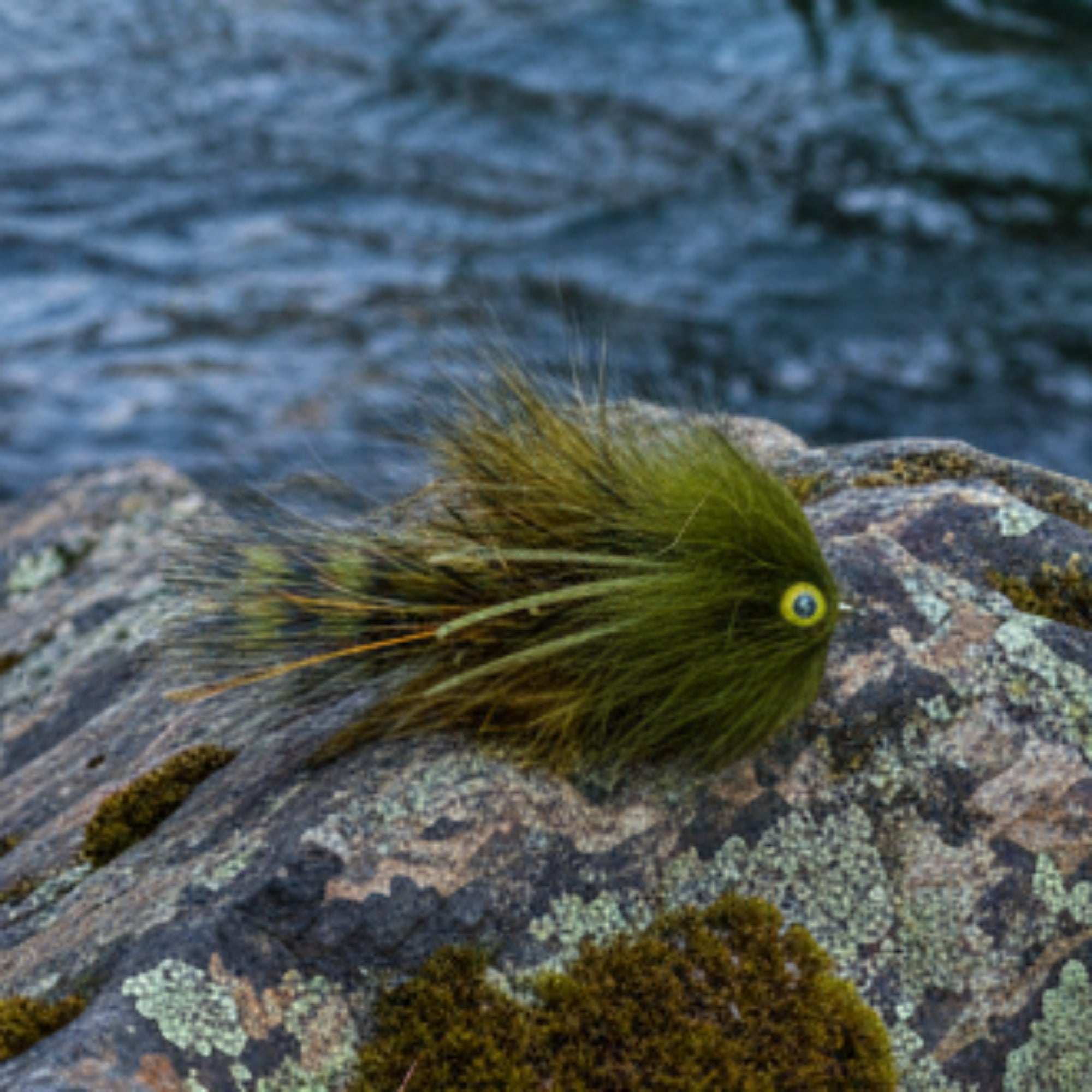 Wooly Scupin fly in olive resting on a rock