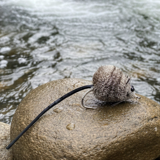 Deer Mouse Fly Resting on a rock in a river
