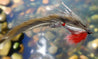 Fishing fly with red and silver body on a white background