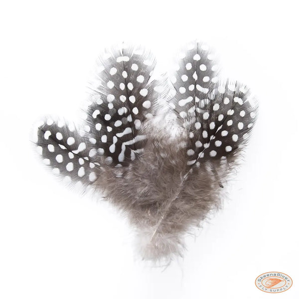 Large Guinea Fowl Feathers - Bulk Pack
