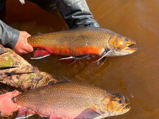 Trophy Brook Trout , Labrador