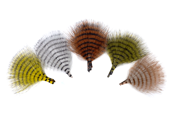 Barred Marabou on a white background