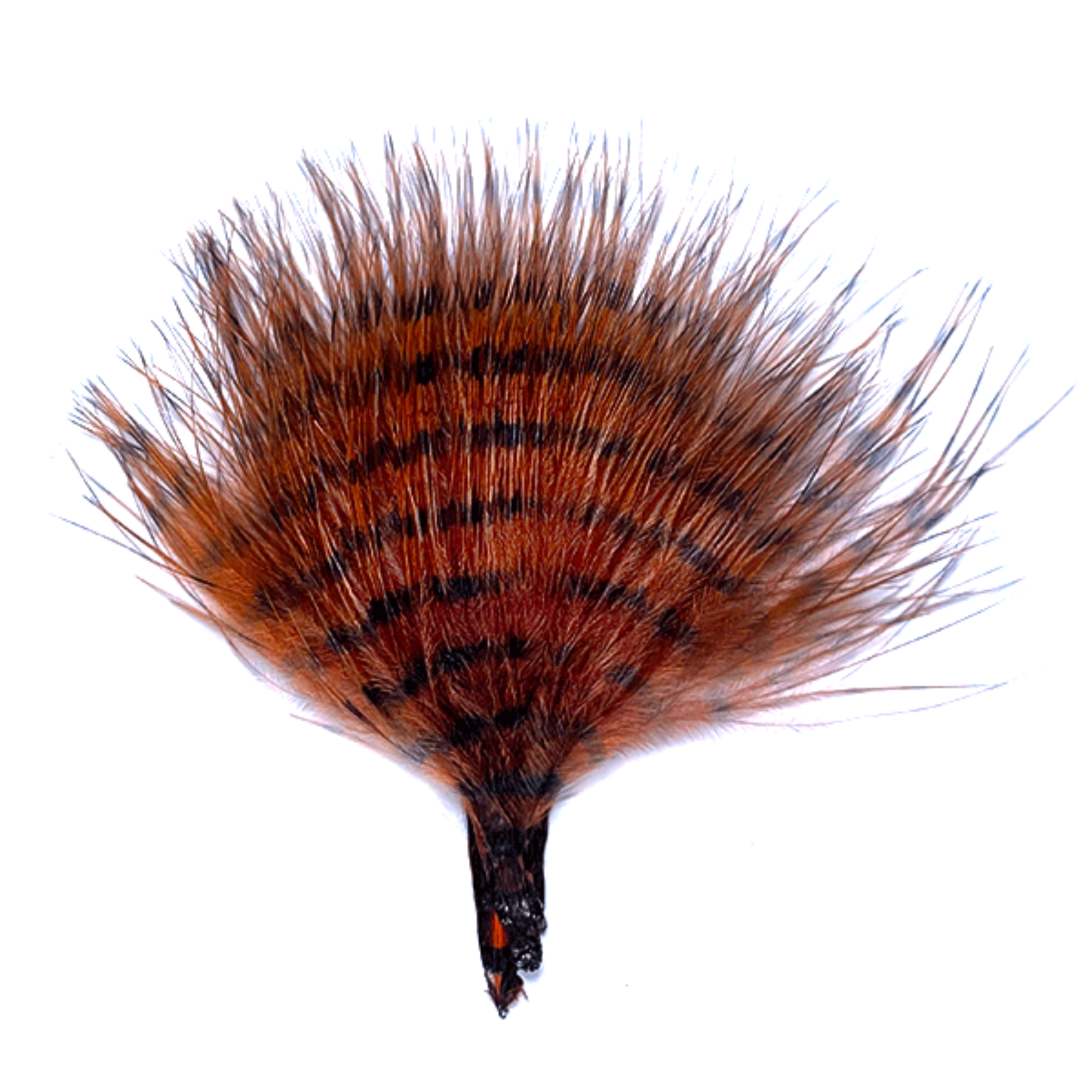 Barred marabou - Brown with black barring