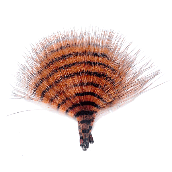 Barred marabou - Orange with black barring