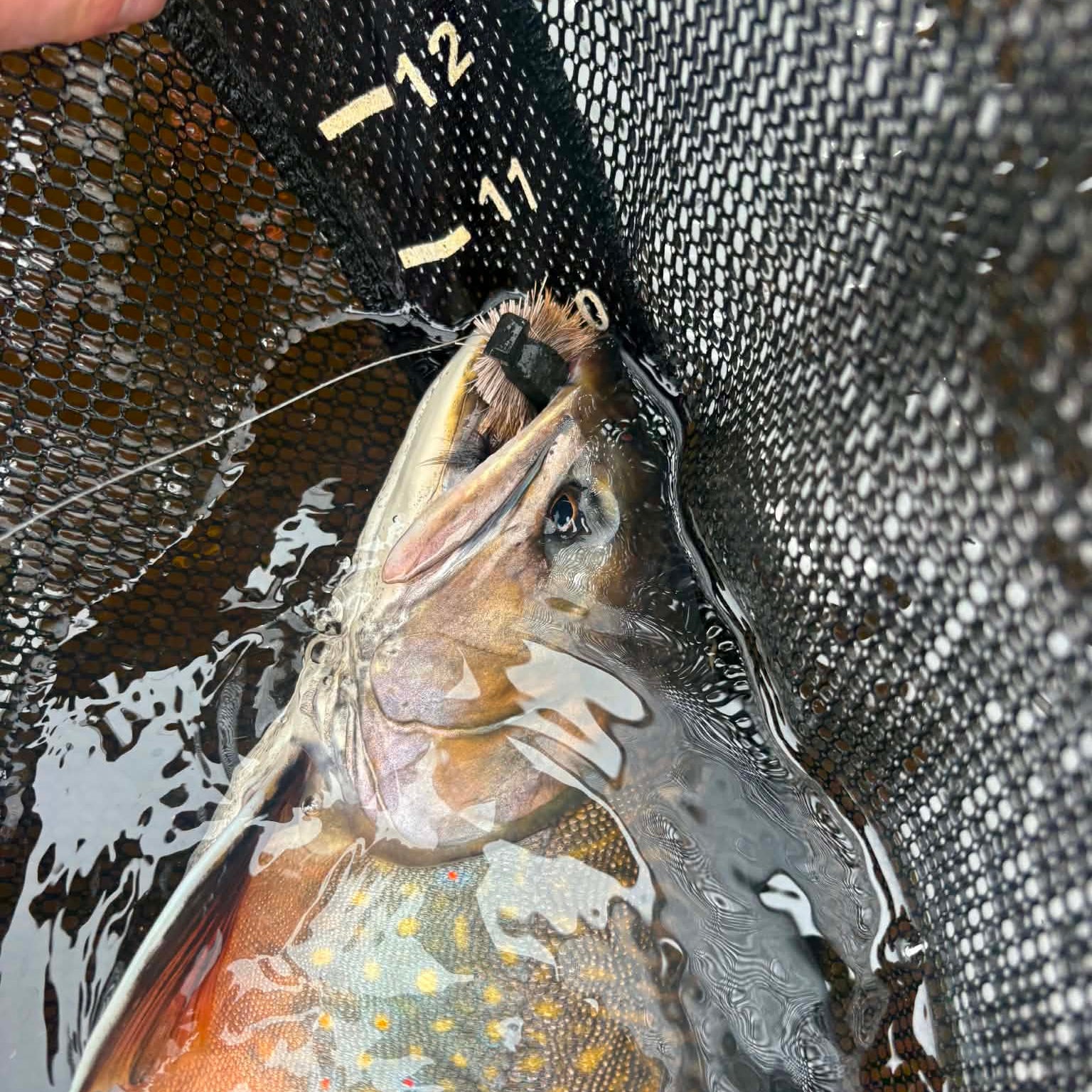 Mossish Mouse fly pattern in a large brook trout's mouth, in a dip net
