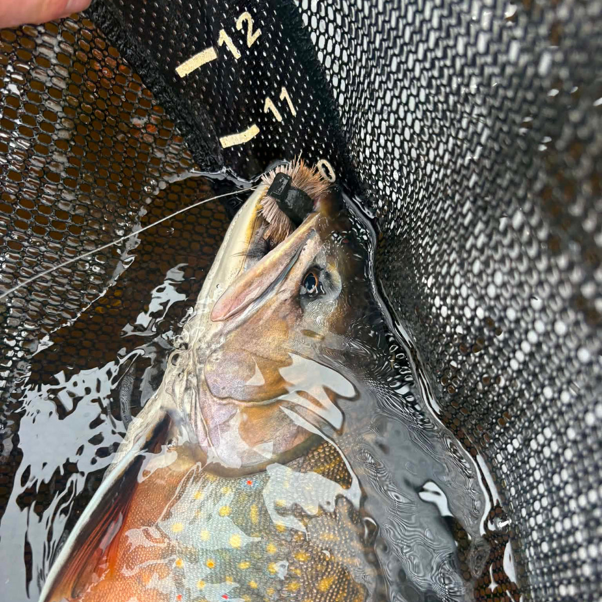 Mossish Mouse fly pattern in a large brook trout's mouth, in a dip net