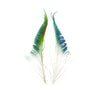 Two peacock feathers on a white background