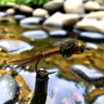 Beadhead Epoxyback Copper Nymph