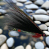 Black and White Shiner