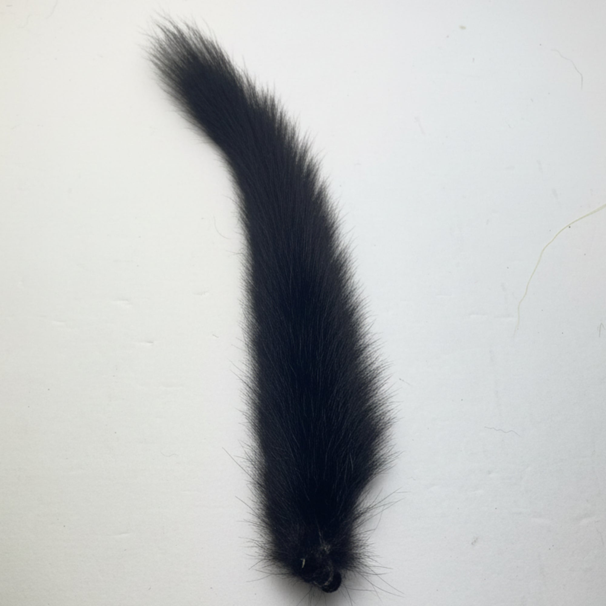 Black squirrel tail on a white background