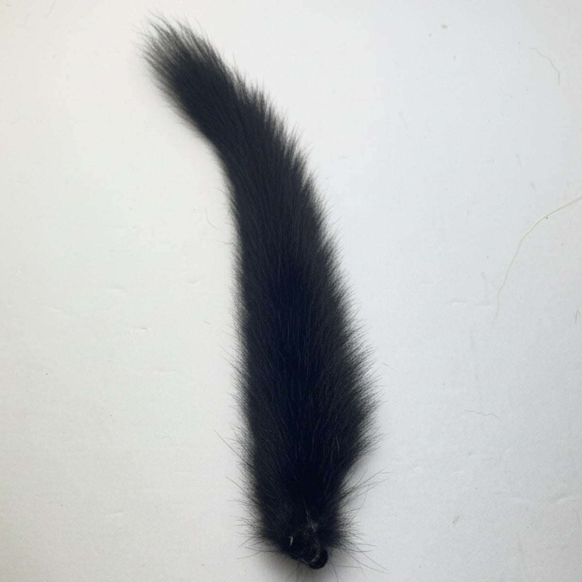 Black squirrel tail on a white background
