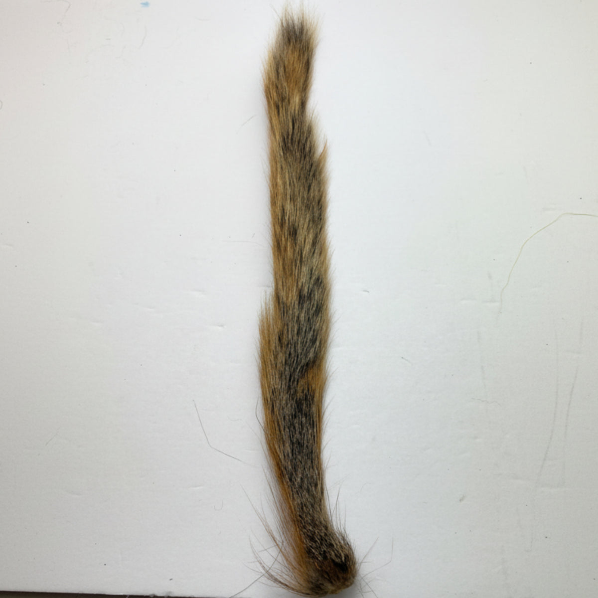 Fox Brown squirrel tail on a white background