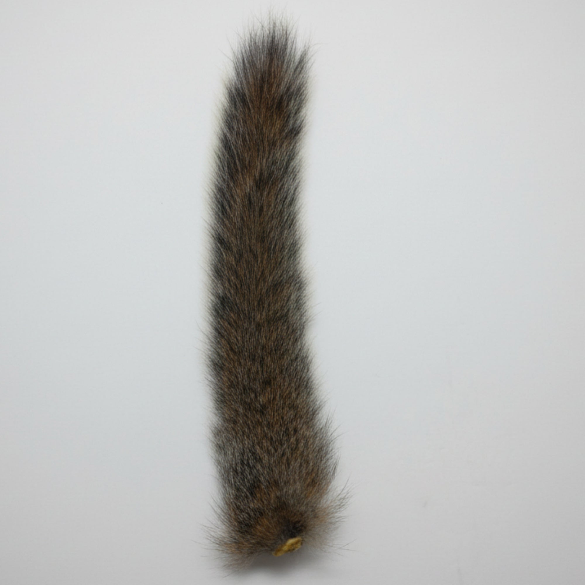 Grey squirrel tail on a white background
