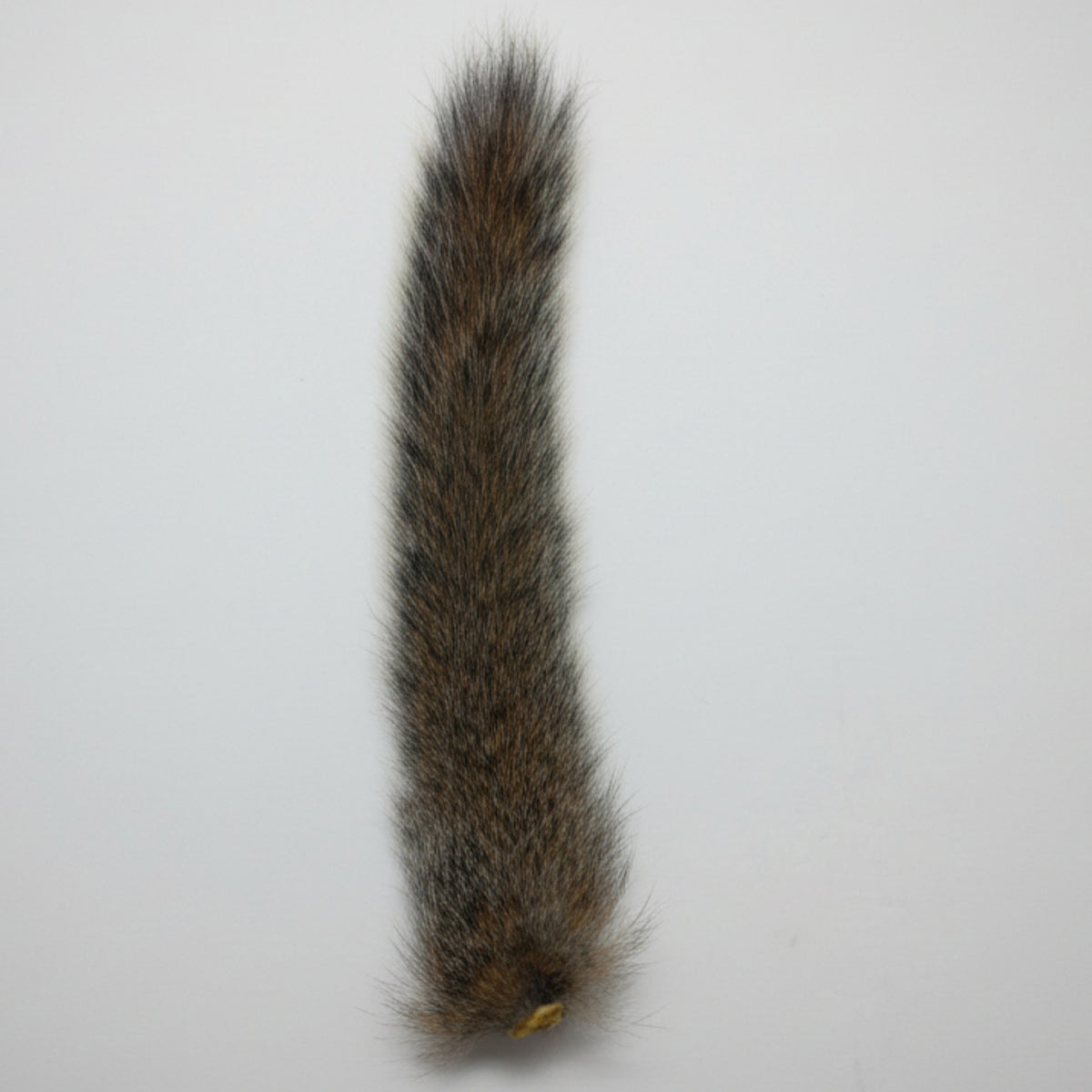 Grey squirrel tail on a white background