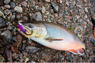 Arctic Char , Labrador