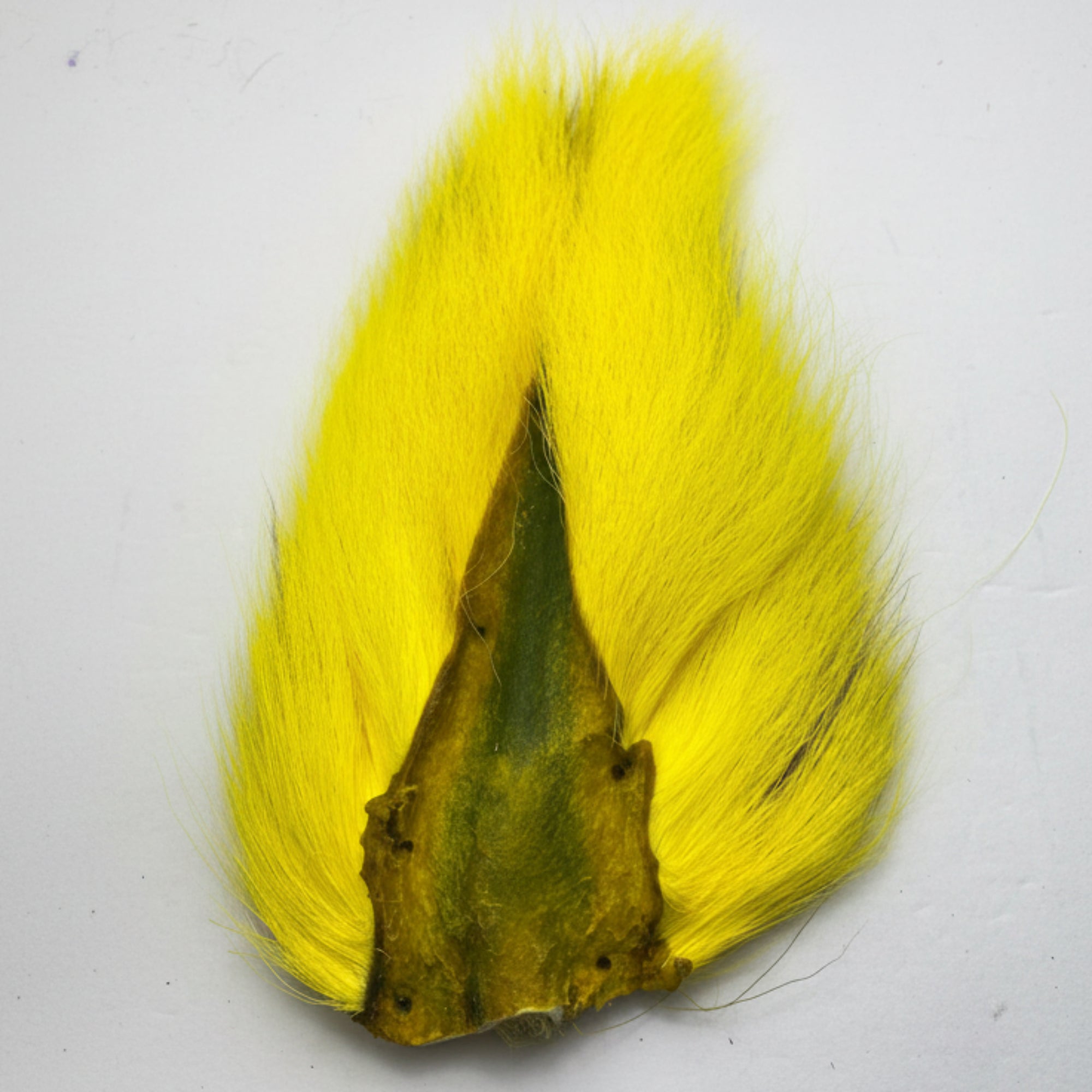 Yellow bucktail on a white background