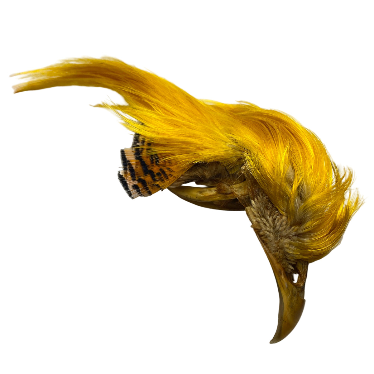 golden pheasant crest