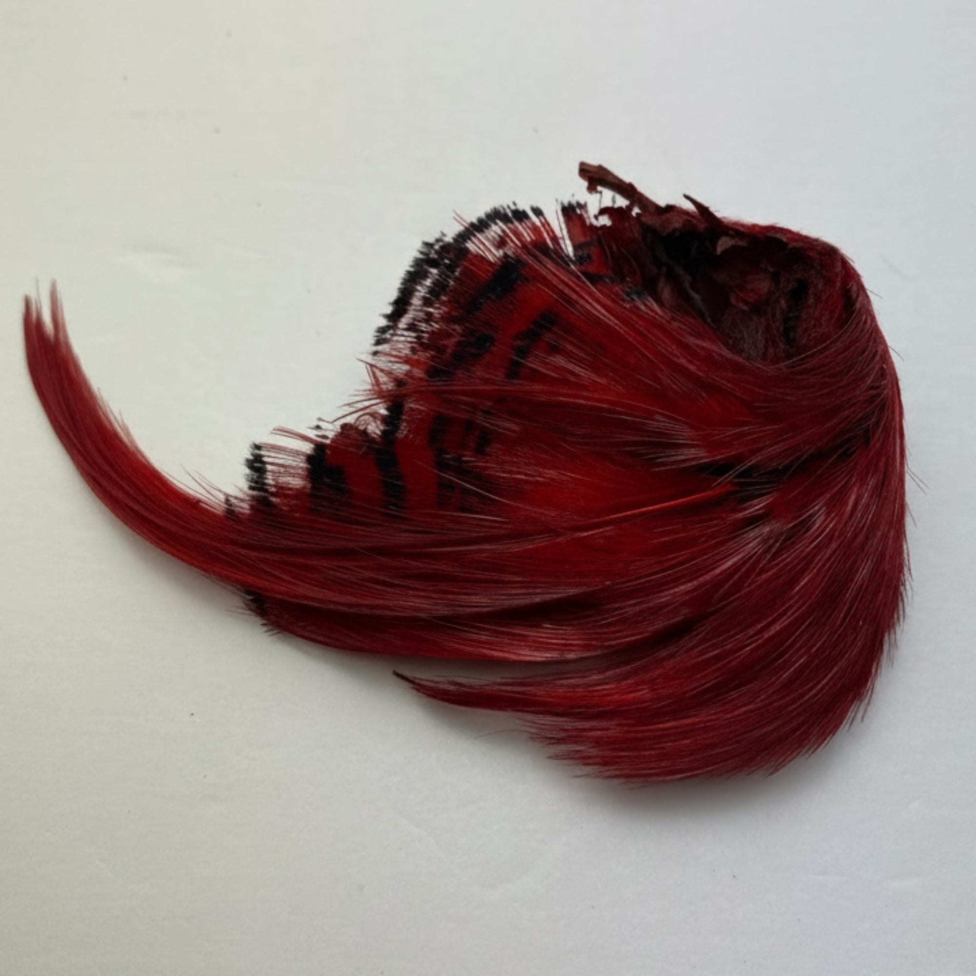 golden pheasant crest dyed red