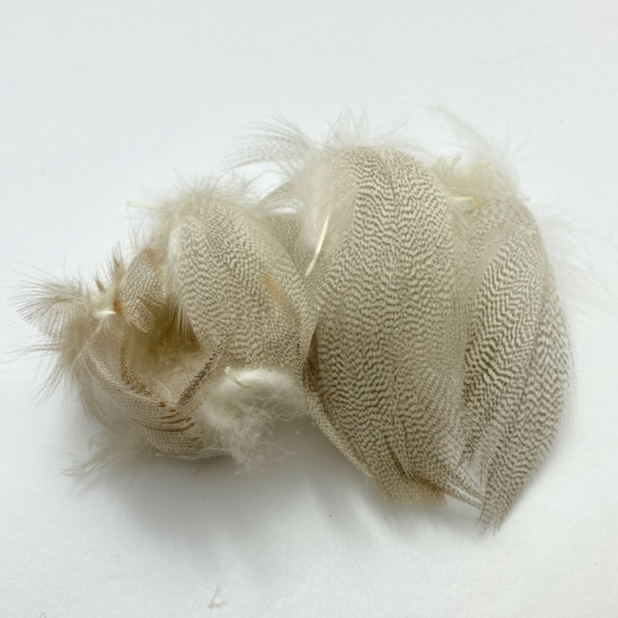 gray mallard flank feathers