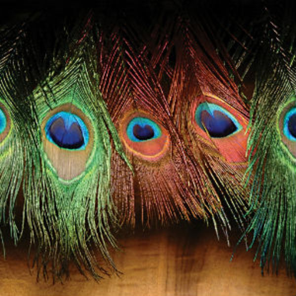 Peacock Eyes 12 inch - 10/pack