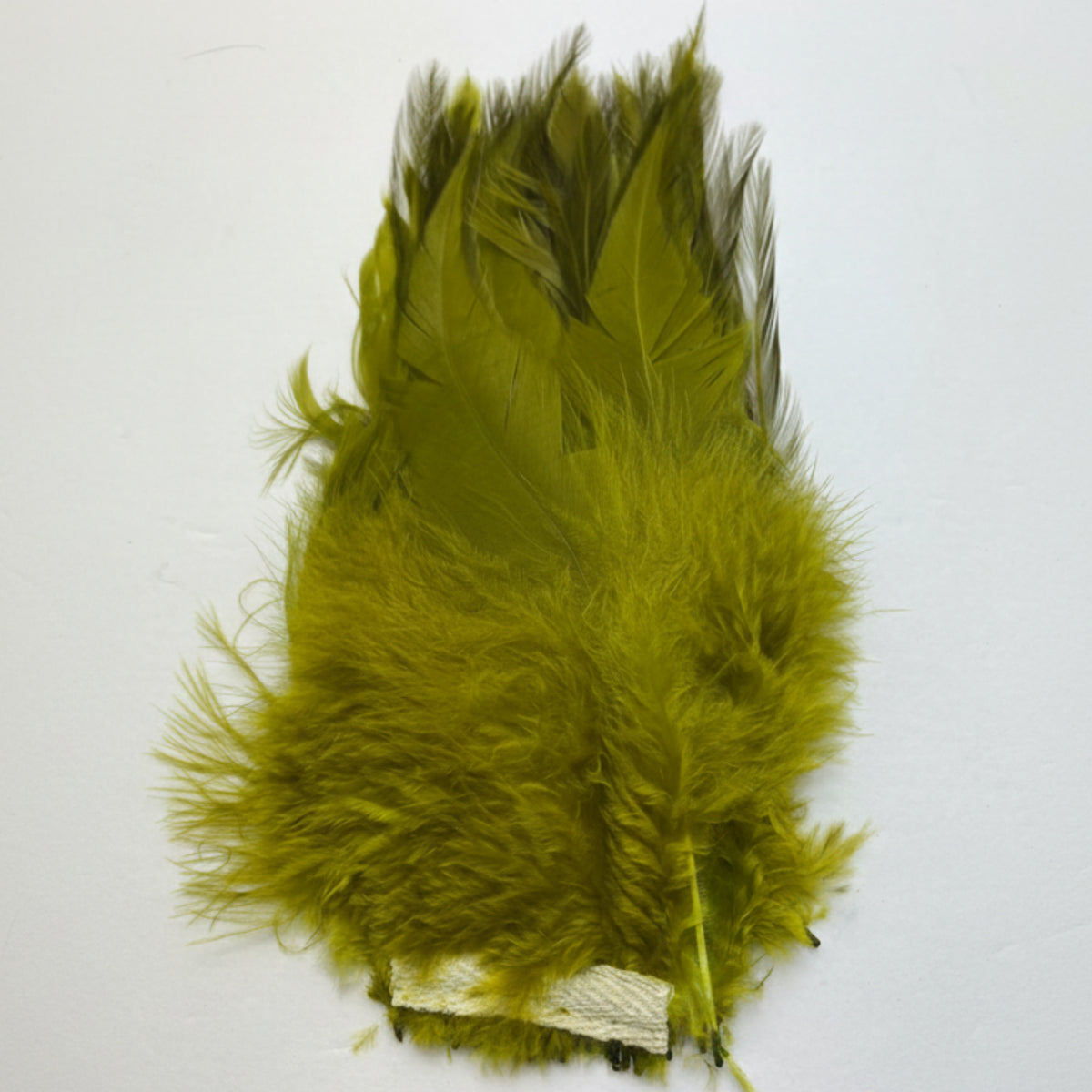 Green feathers on a white background