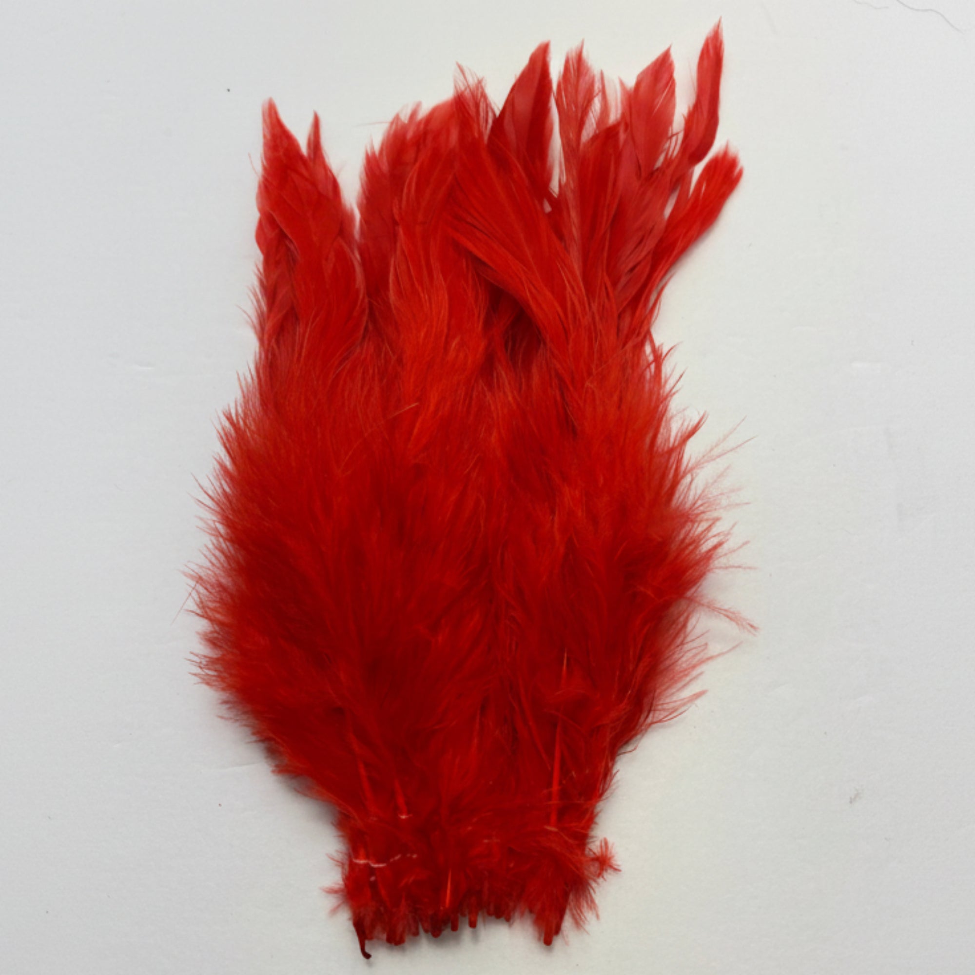 Red feather on a white background