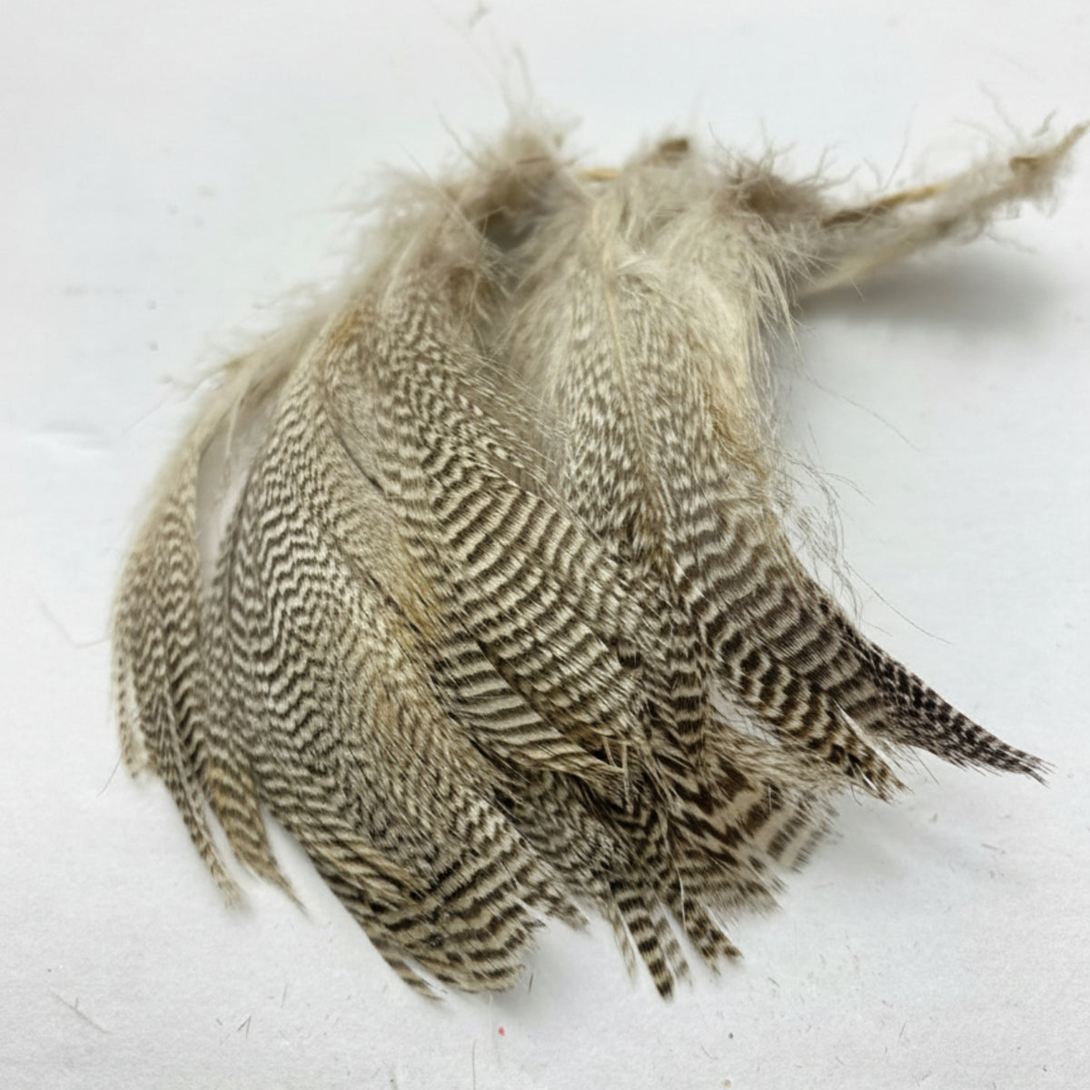 teal flank feathers