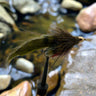 Dale's Conehead Zuddler Sculpin (Olive, Black, Rusty Brown,Tan)