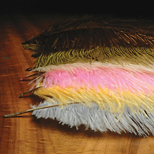 Plumes d'autruche